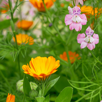 Calendula & Comfrey Unscented Bar Soap