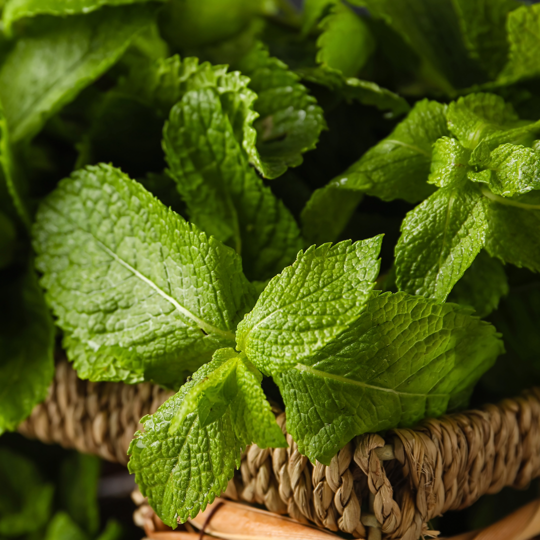 Fresh Mint Castile Bar Soap