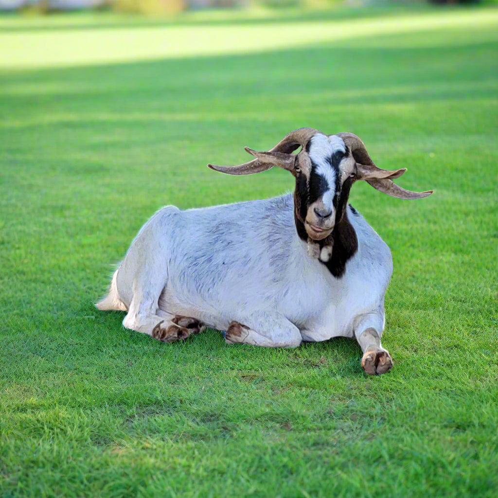 poppy-goat