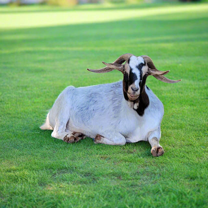 poppy-goat