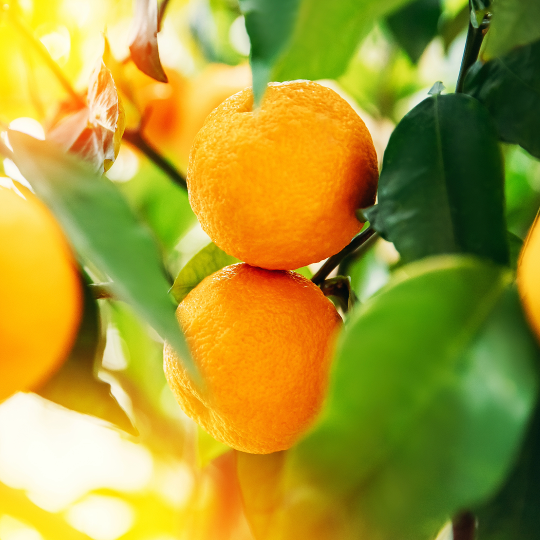 Satsuma Citrus Bar Soap