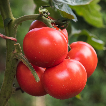 **NEW** Tomato Leaf Bar Soap