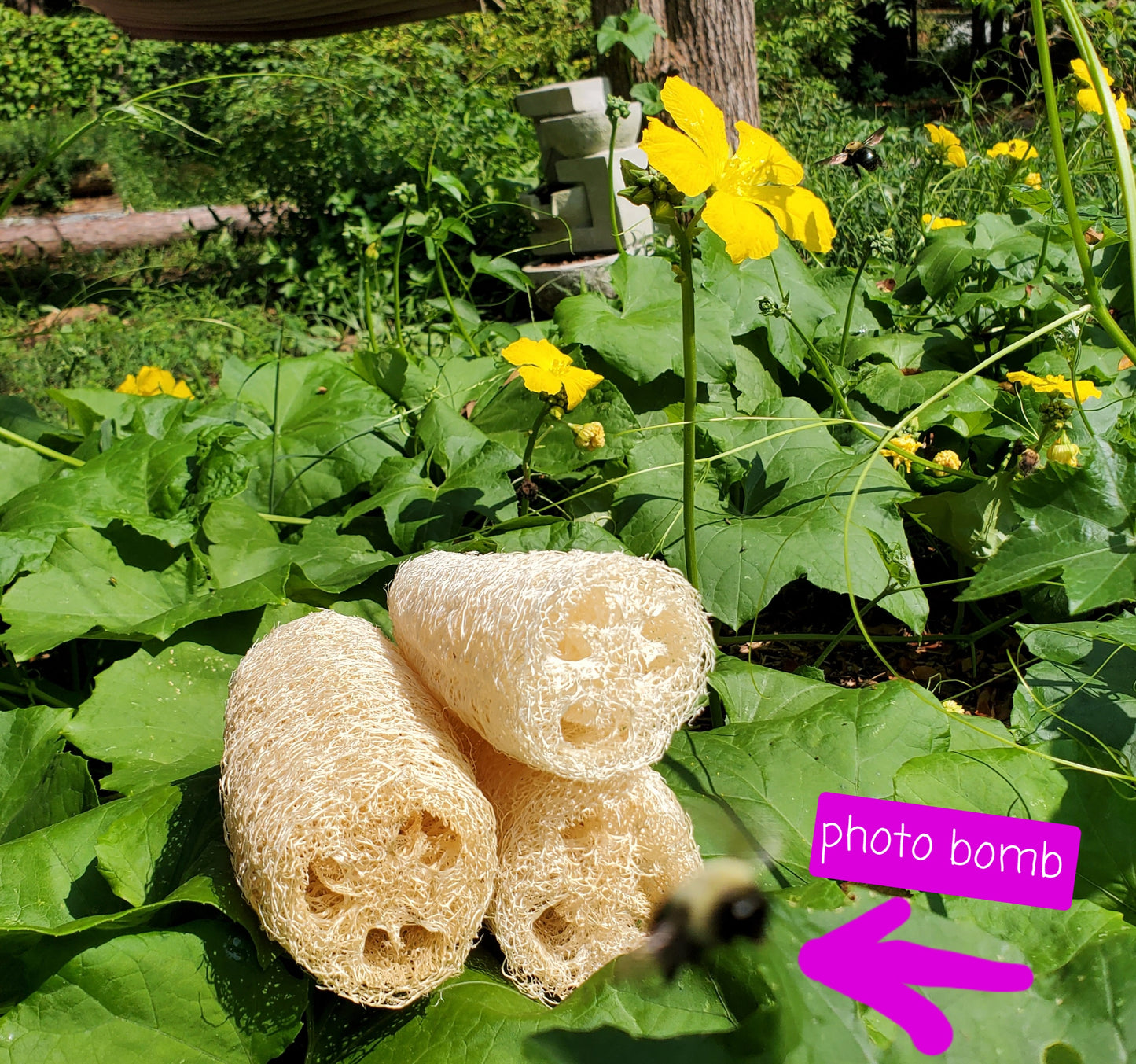 Luffa Sponge (home-grown by owners)!