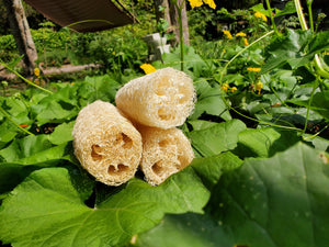 Luffa Sponge (home-grown by owners)!