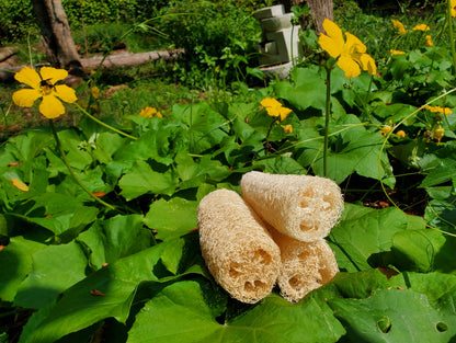 Luffa Sponge (home-grown by owners)!