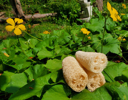 Luffa Sponge (home-grown by owners)!